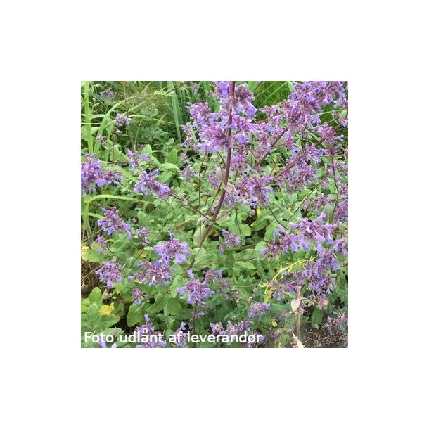 Nepeta grandiflora 'Bramdean'. <br/>Katteurt