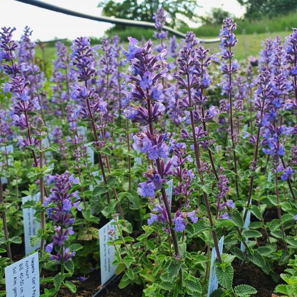 Nepeta faassenii 'Cat's Pajamas'. <br/>Katteurt