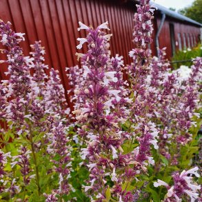 Nepeta grandiflora 'Dawn to Dusk'. <br/>Katteurt
