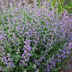 Nepeta x faassenii JUNIOR WALKER ('Novanepjun'). <br/>Katteurt