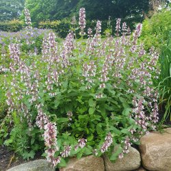 Nepeta 'Florina'. <br/>Katteurt