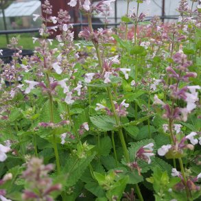 Nepeta 'Florina'. <br/>Katteurt