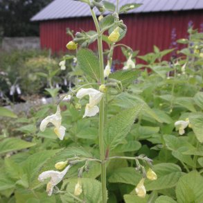 Nepeta govaniana. <br/>Katteurt