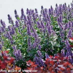 Nepeta MAGICAL MR. BLUE SKY ('Bocombsky'). <br/>Katteurt