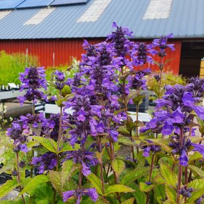 Nepeta NEPTUNE ('Bokratune'). <br/>Katteurt