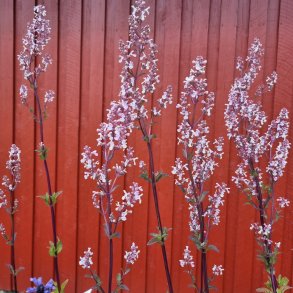 Nepeta nuda 'Anne's Choice'. <br/>Katteurt