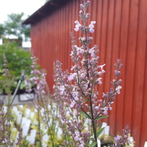 Nepeta nuda 'Purple Cat'. <br/>Katteurt