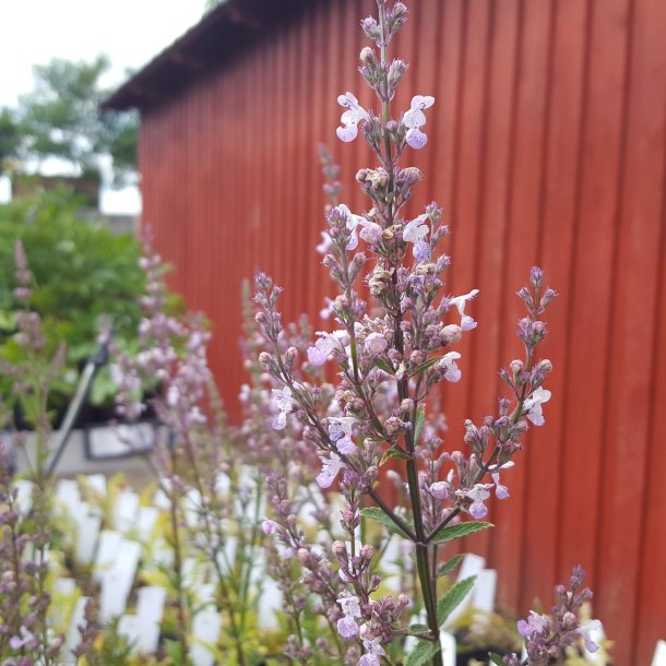 Nepeta nuda 'Purple Cat'. <br/>Katteurt