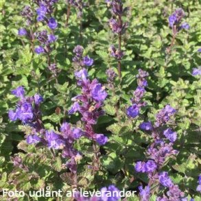 Nepeta x faassenii 'Purrsian Blue'. <br/>Katteurt