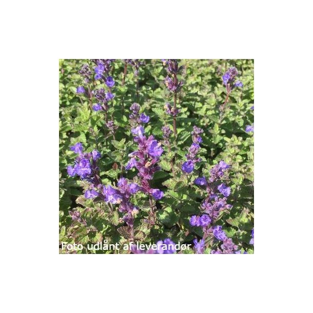 Nepeta faassenii 'Purrsian Blue'. <br/>Katteurt