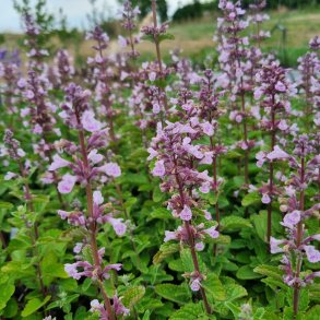 Nepeta sibirica SERENE WILD ORCHID 'Donepserwior'. <br/>Katteurt