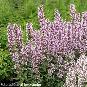 Nepeta sibirica SERENE WILD ORCHID 'Donepserwior'. <br/>Katteurt