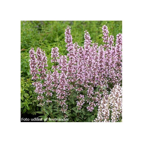 Nepeta sibirica SERENE WILD ORCHID 'Donepserwior'. <br/>Katteurt