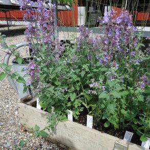 Nepeta 'Six Hills Giant'. <br/>Katteurt