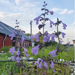 Nepeta sibirica 'Souvenir d'Andr� Chaudron'. <br/>Katteurt