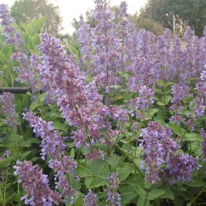 Nepeta grandiflora 'Summer Magic'. <br/>Katteurt