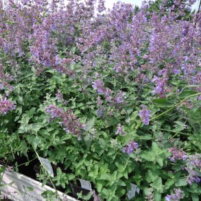 Nepeta racemosa 'Walkers Low'. <br/>Katteurt