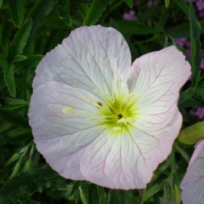 Oenothera speciosa 'Siskiyou'. <br/>Krybende natlys