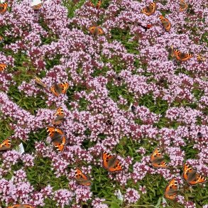 Bi- og sommerfuglestauder