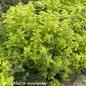Origanum vulgare 'Aureum'. <br/>Oregano