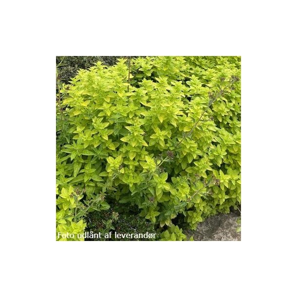 Origanum vulgare 'Aureum'. <br/>Oregano