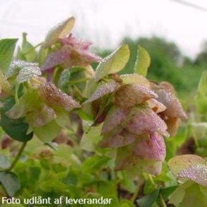 Origanum rotundifolium 'Kent Beauty'. <br/>Oregano