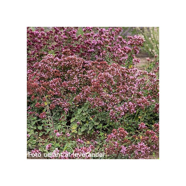 Origanum 'Rosenkuppel'. <br/>Oregano