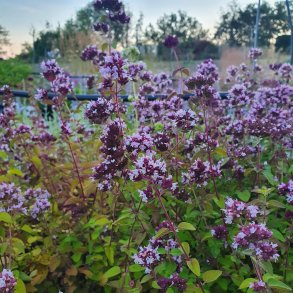 Origanum vulgare. <br/>Oregano/vild merian