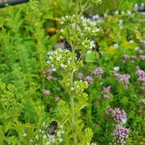 Origanum vulgare subsp. hirtum. <br/>Gr�sk oregano