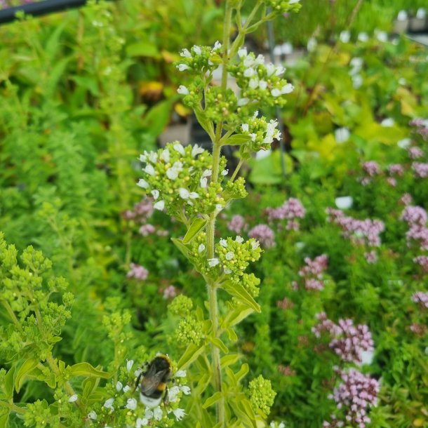 Origanum vulgare subsp. hirtum. <br/>Gr�sk oregano