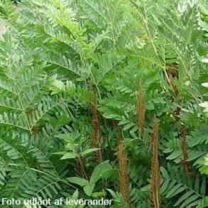Osmunda regalis. <br/>Kongebregne