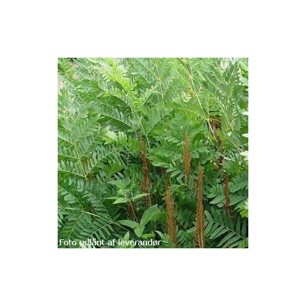 Osmunda regalis. <br/>Kongebregne