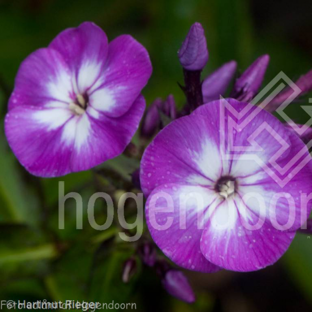 Phlox paniculata 'Uspekh'. <br/>Floks
