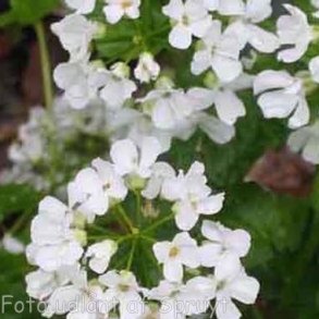 Pachyphragma macrophyllum