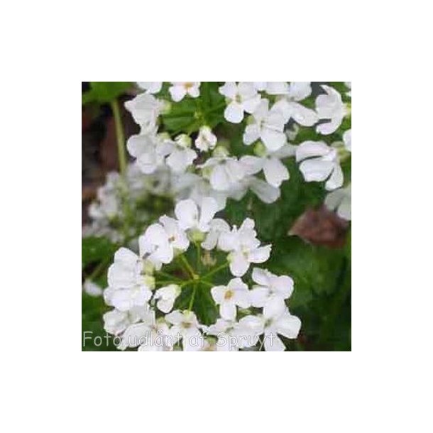 Pachyphragma macrophyllum