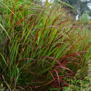 Panicum virgatum 'Shenandoah'. <br/>Hirse
