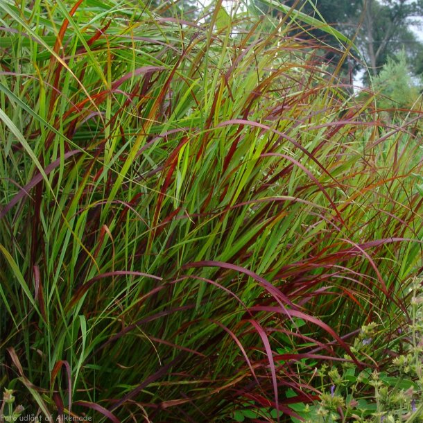 Panicum virgatum 'Shenandoah'. <br/>Hirse