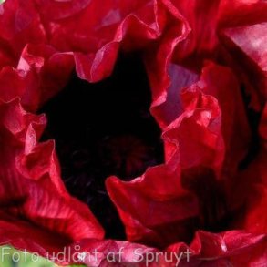 Papaver orientale 'Royal Chocolate Distinction'. <br/>Valmue