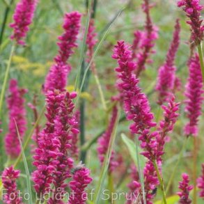 Persicaria amplexicaulis 'Amethyst Summer'. <br/>Kertepileurt
