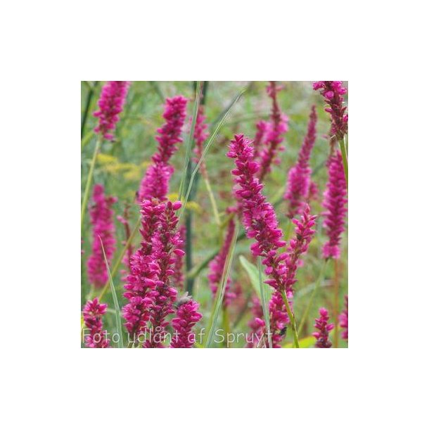 Persicaria amplexicaulis 'Amethyst Summer'. <br/>Kertepileurt