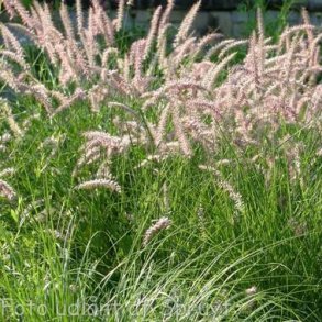 Pennisetum orientale 'Flamingo'. <br/>Lampepudsergr�s