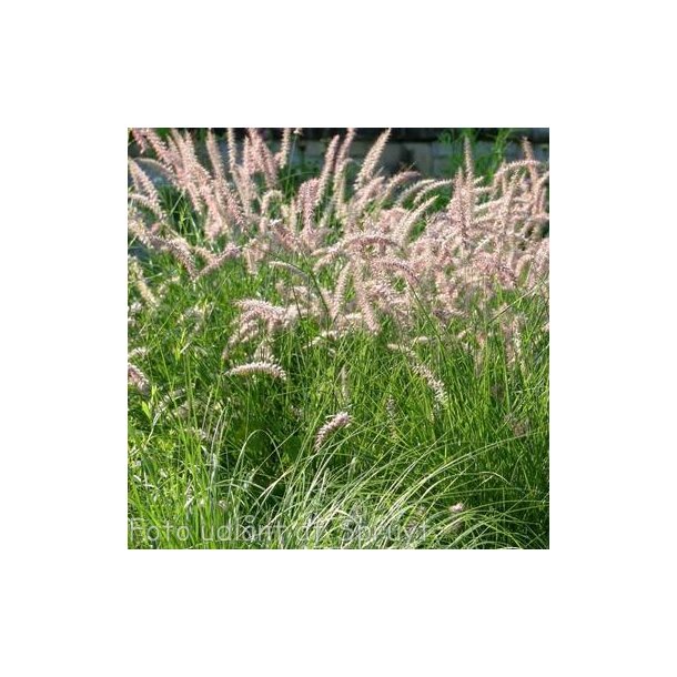 Pennisetum orientale 'Flamingo'. <br/>Lampepudsergrs