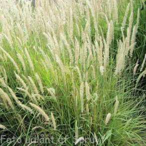 Pennisetum 'Fairy Tails'. <br/>Lampepudsergrs