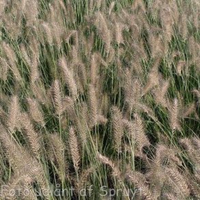 Pennisetum alopecuroides 'Hameln'. <br/>Lampepudsergrs