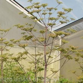 Peucedanum verticillare. <br/>Staudefennikel