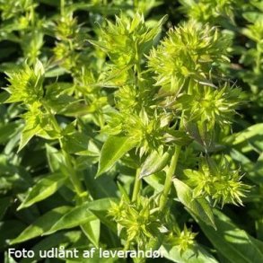 Phlox paniculata 'Green Lion'. <br/>Floks