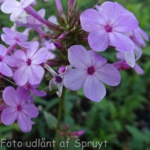 Phlox paniculata JS� 'Jeana'. <br/>Floks