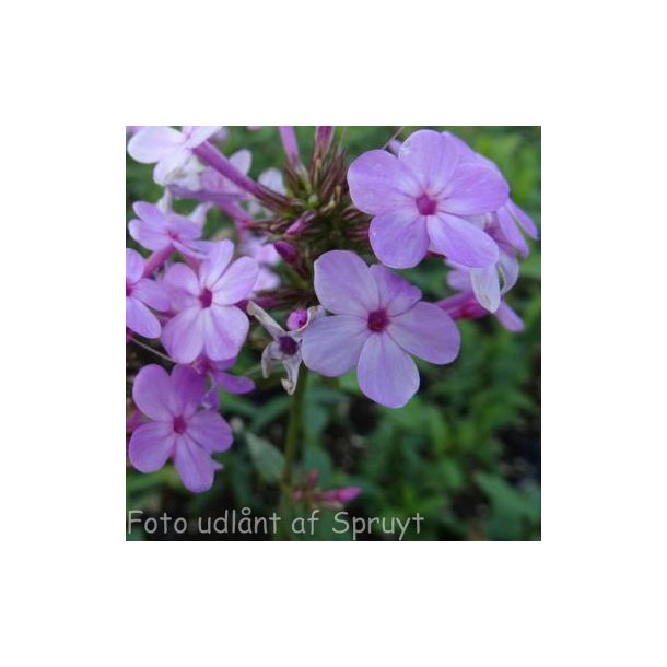 Phlox paniculata JS&reg; 'Jeana'. <br/>Floks