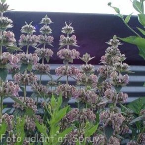 Phlomis samia. <br/>Lvehale
