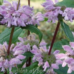 Phlomoides tuberosa. <br/>Lvehale